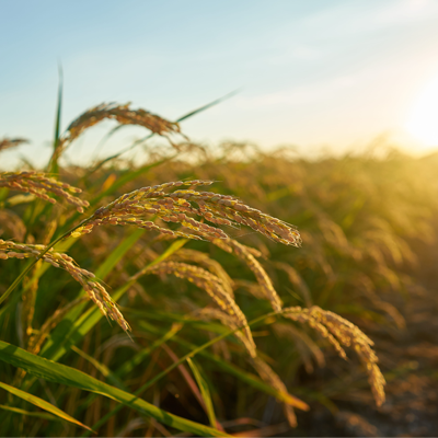 about-rice_0002