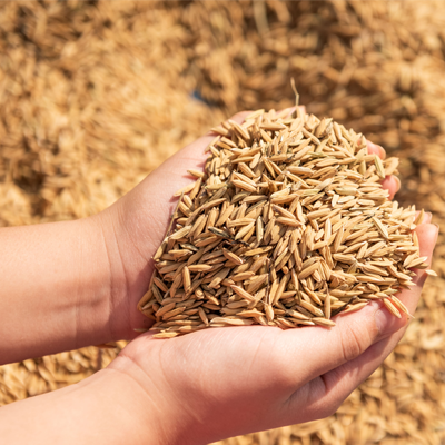 about-rice_0003