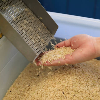 about-rice_0004